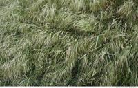 Photo Texture of Grass 